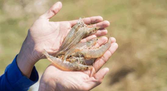 AquaLoop – Aquaculture expert floor for circular economy practice