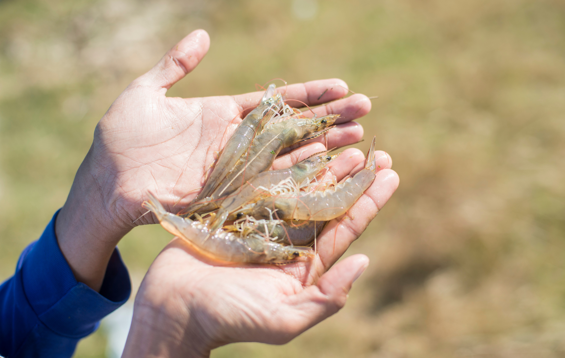 AquaLoop – Aquaculture expert floor for circular economy practice