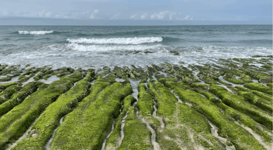 ECONUT – Eco-designing for the coastal zone nutrient’s circularity