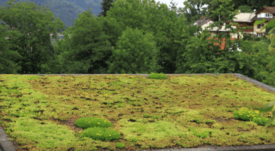 BalticGrow – Cross-border innovation for sustainable rooftop ecosystems in the South Baltic region