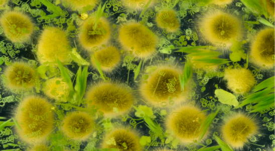 SeaGarden – Regenerative Marine Farming in the South Baltic Area